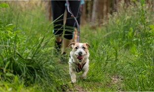 Et normalt hundeliv, til tross for ømme ledd?